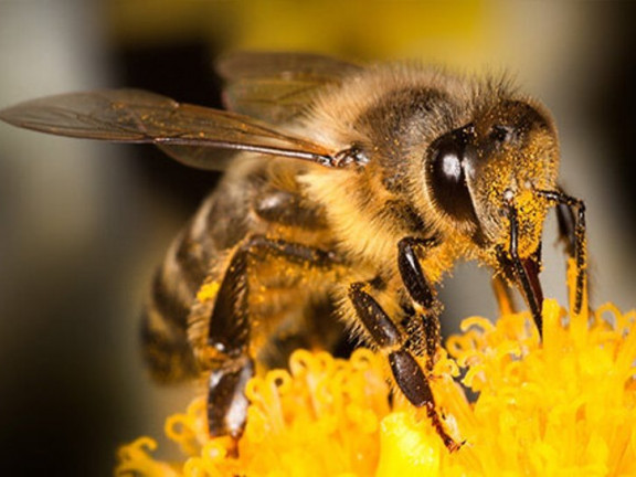 Obraz przedstawia Co tam u pszczół słychać?