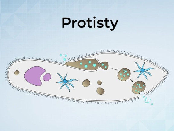 Obraz przedstawia Poszukiwanie protistów na lekcji biologii